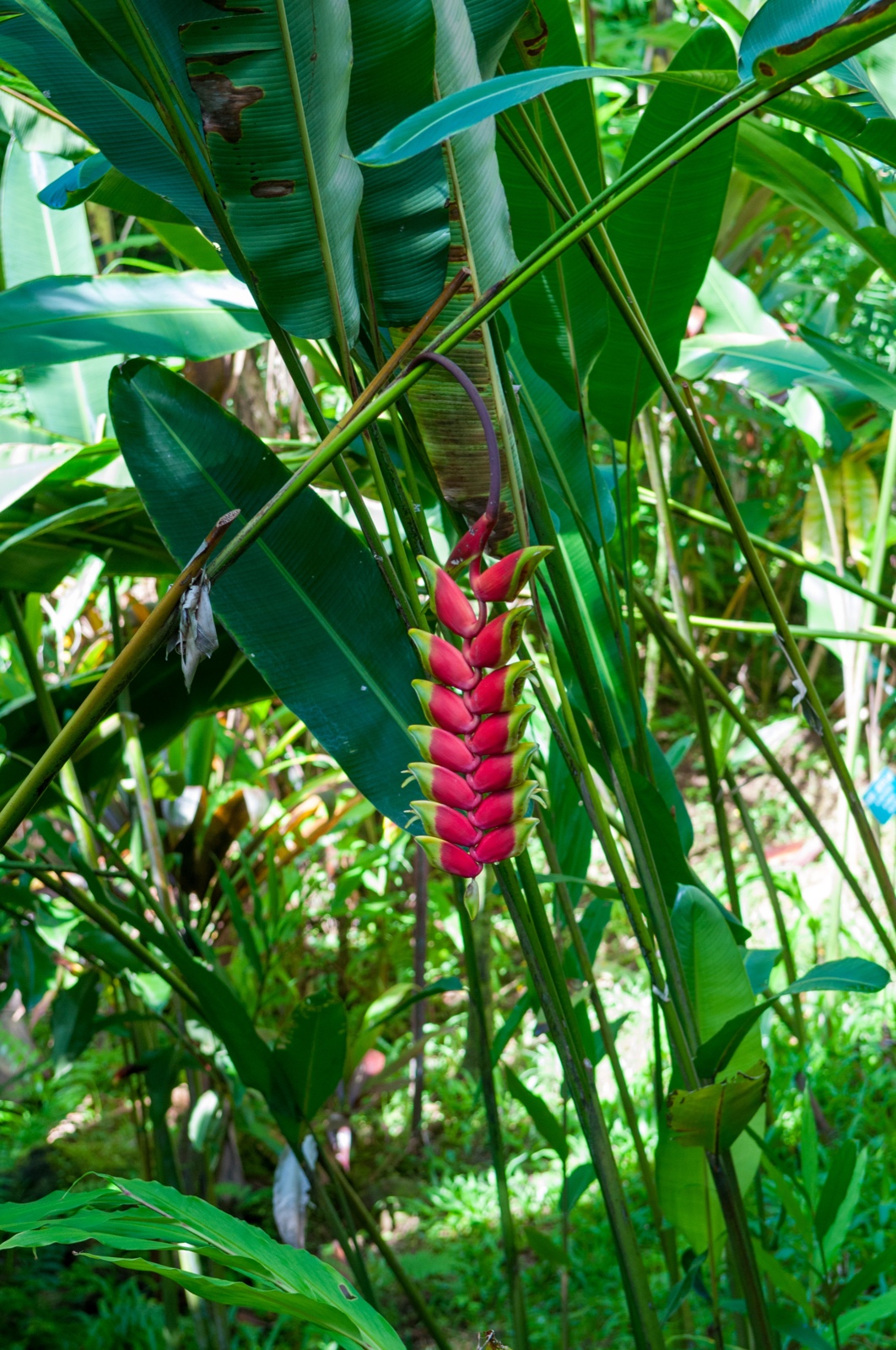 Heliconia rostrata - Hanging Lobster Claw