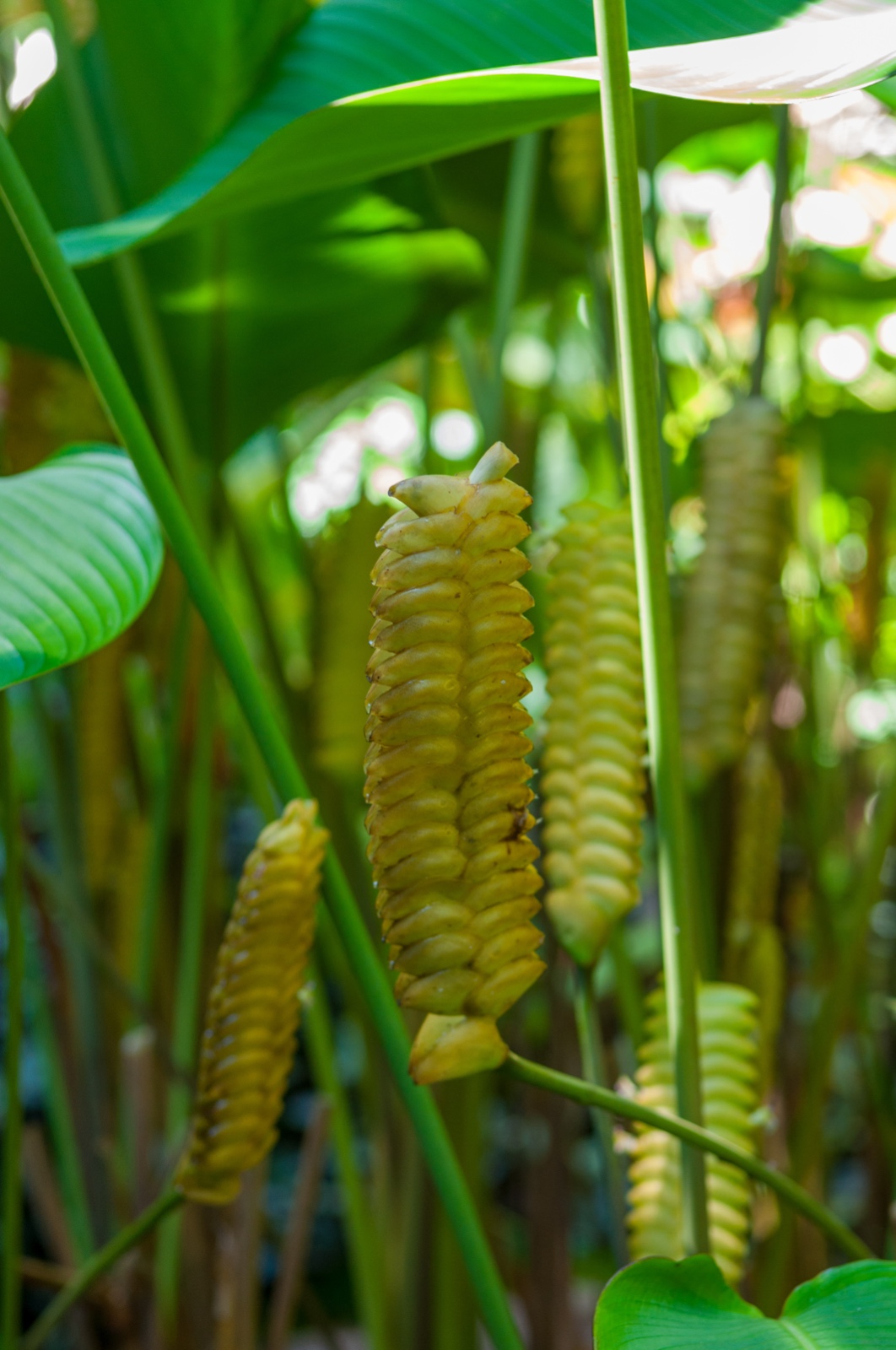 Calathea crotalifera - Rattlesnake plant