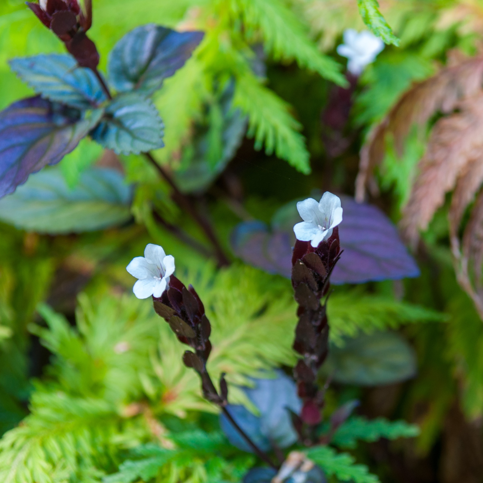 Strobilanthes alternata - Red Flame Ivy