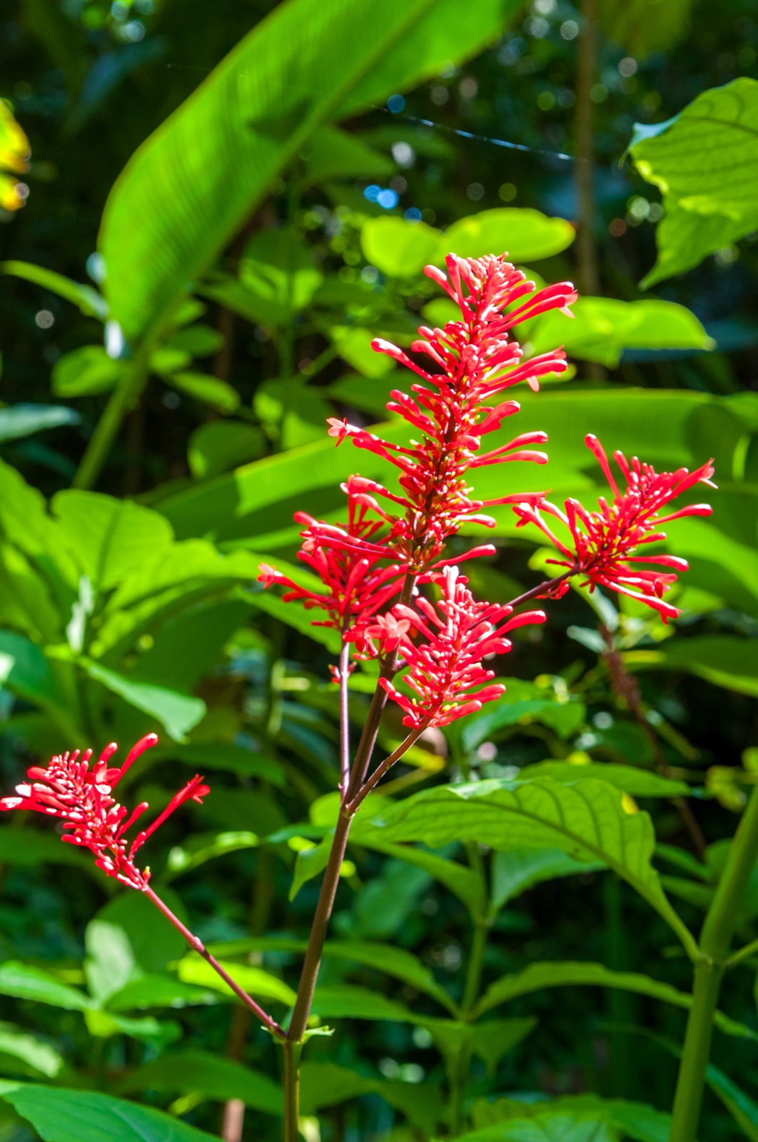 Ordontonema cuspidatum - Feuerspitzenblume