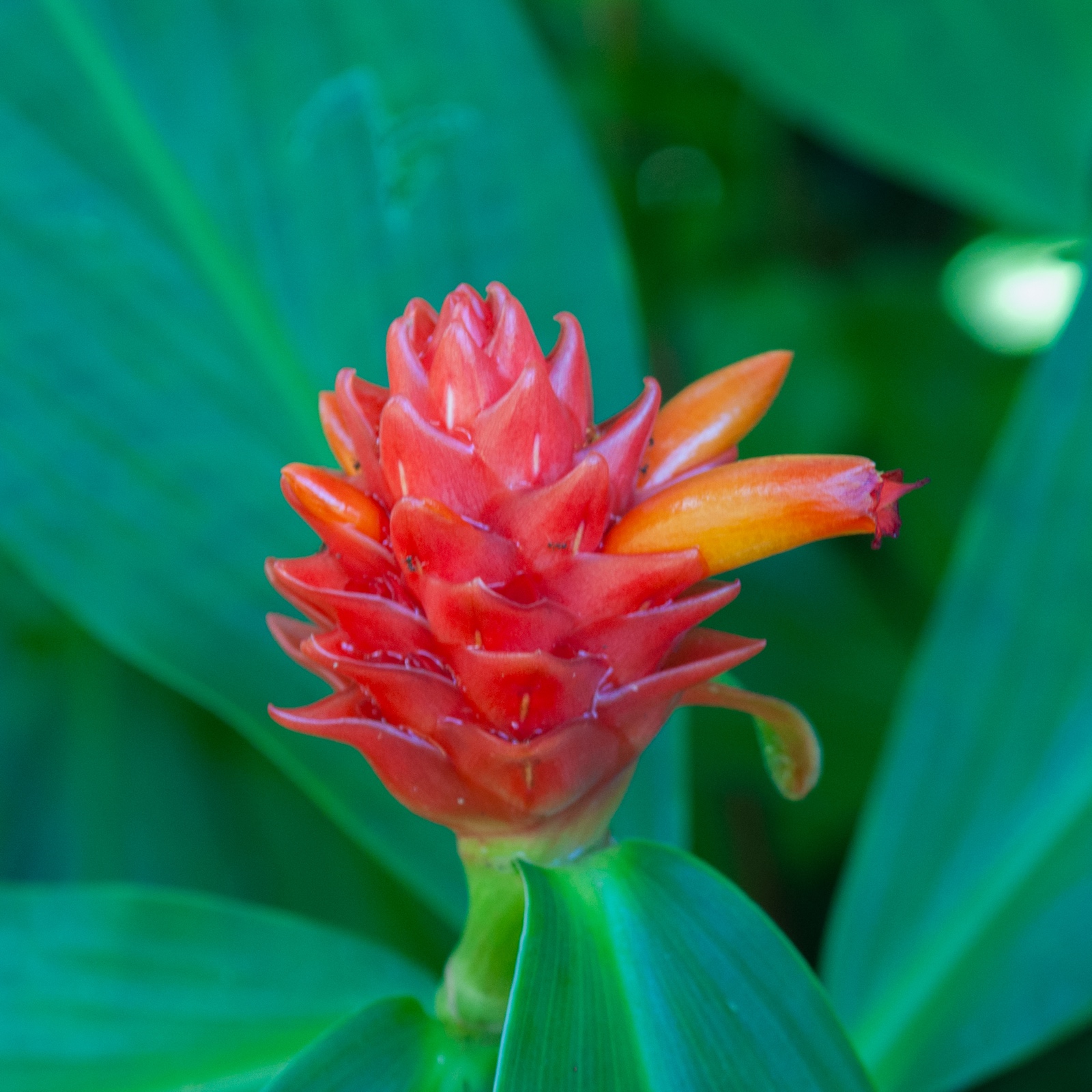 Costus curvibracteatus - orangfarbener Tulpeningwer