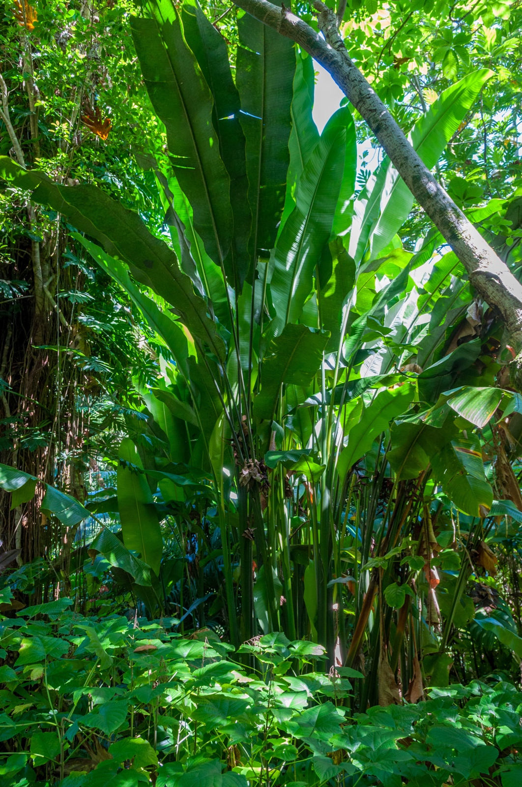 Botanischer Garten auf Hilo