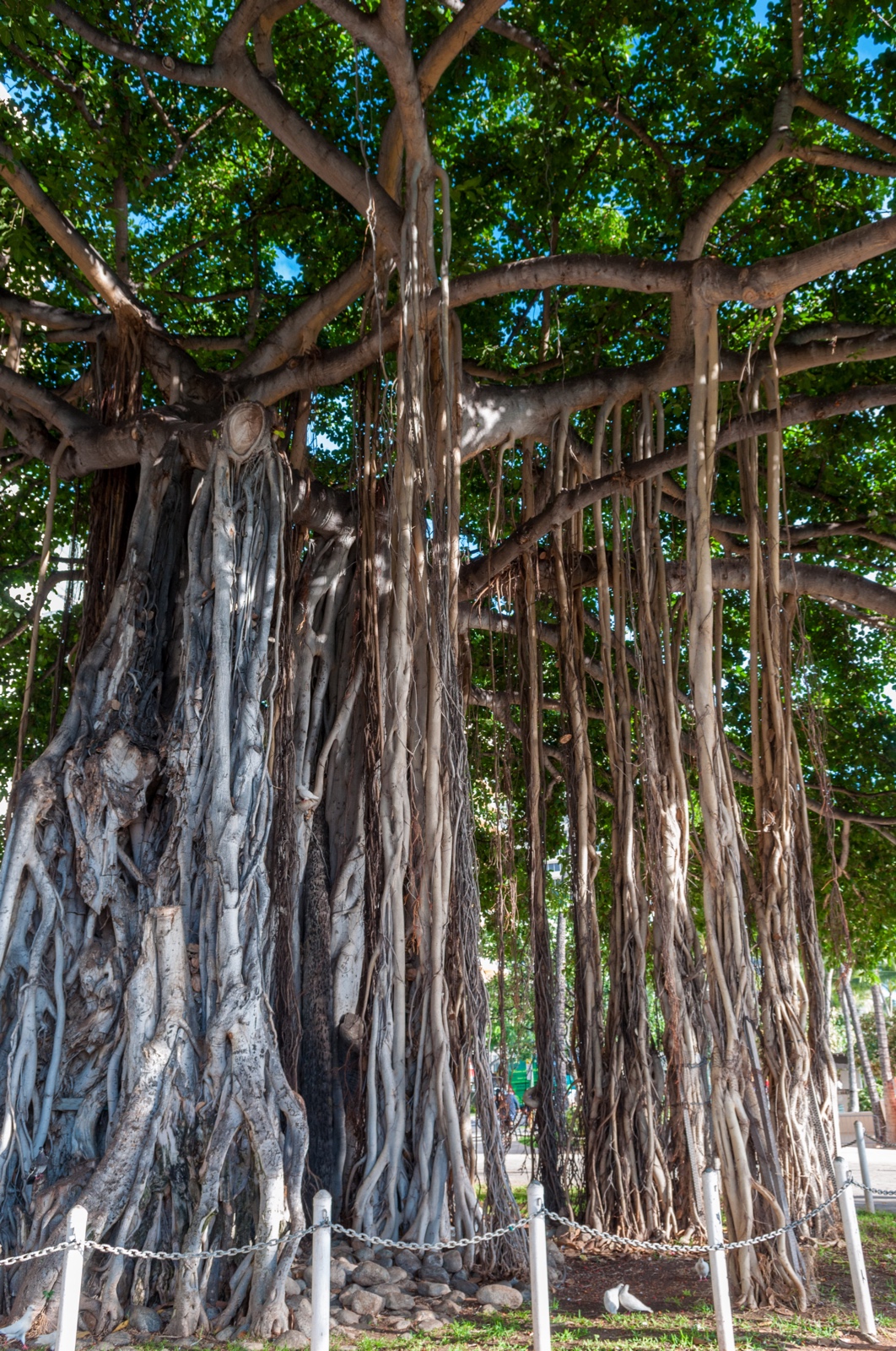 Banyanbaum in Honolulu