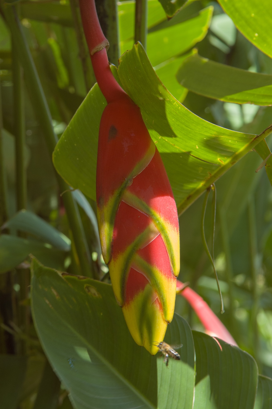 Pflanzen im Garten des Walmuseums