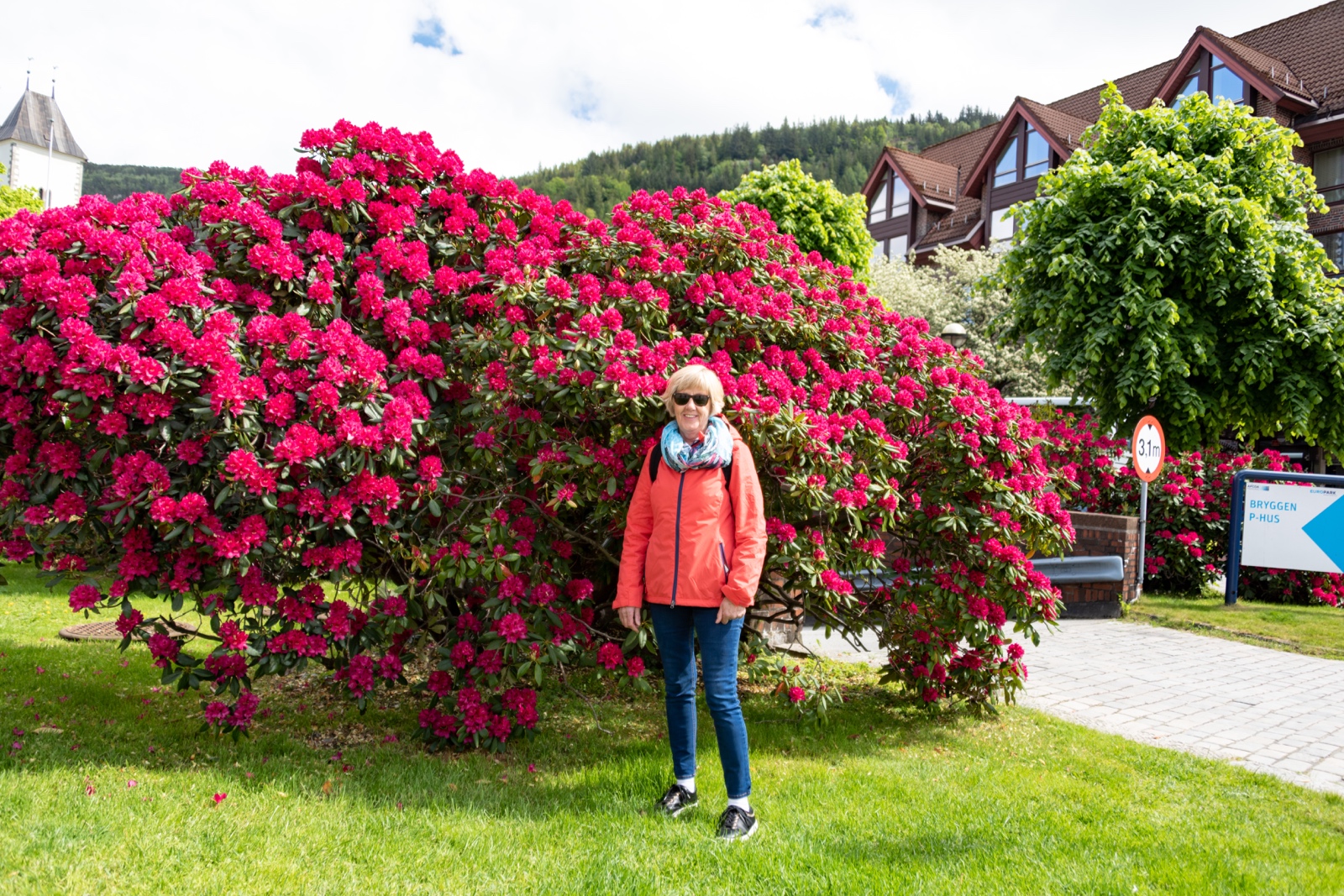 Rhododendron in Bergen, Norwegen