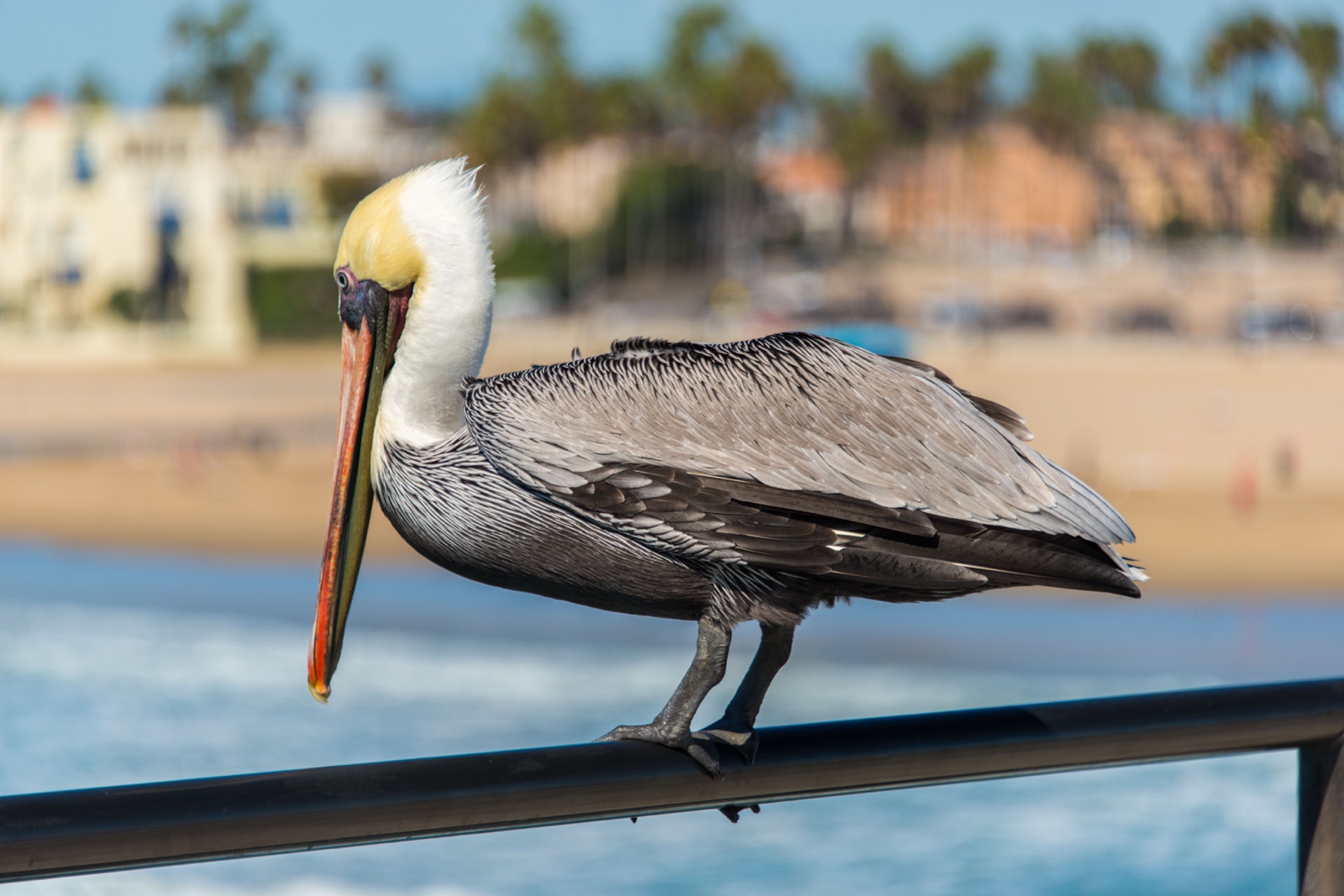 Pelikan in Huntington Beach