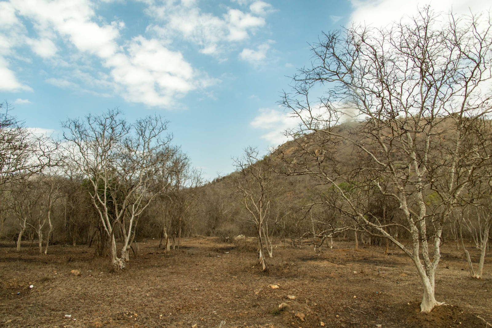Tierreservat in der Nähe von Ooty