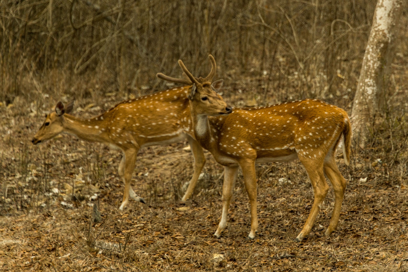 Tierreservat in der Nähe von Ooty