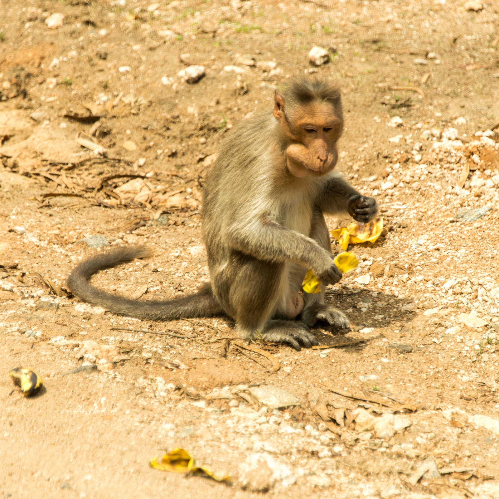 Tierreservat in der Nähe von Ooty