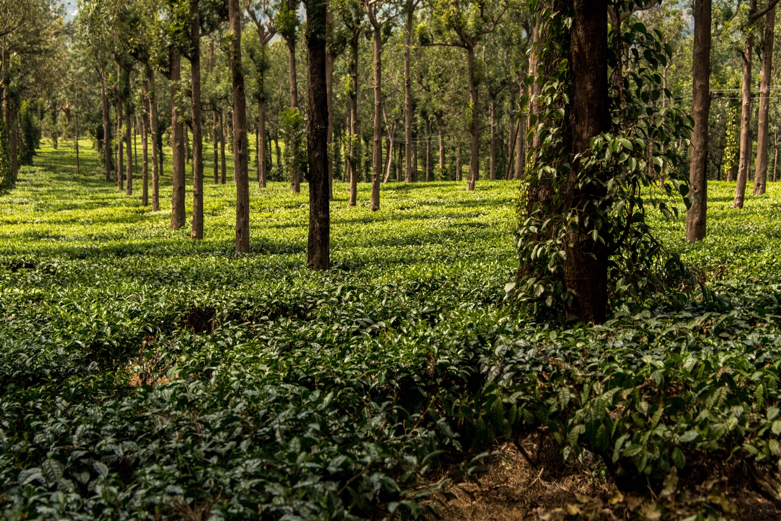 Unterwegs nach Ooty - Teeplantage