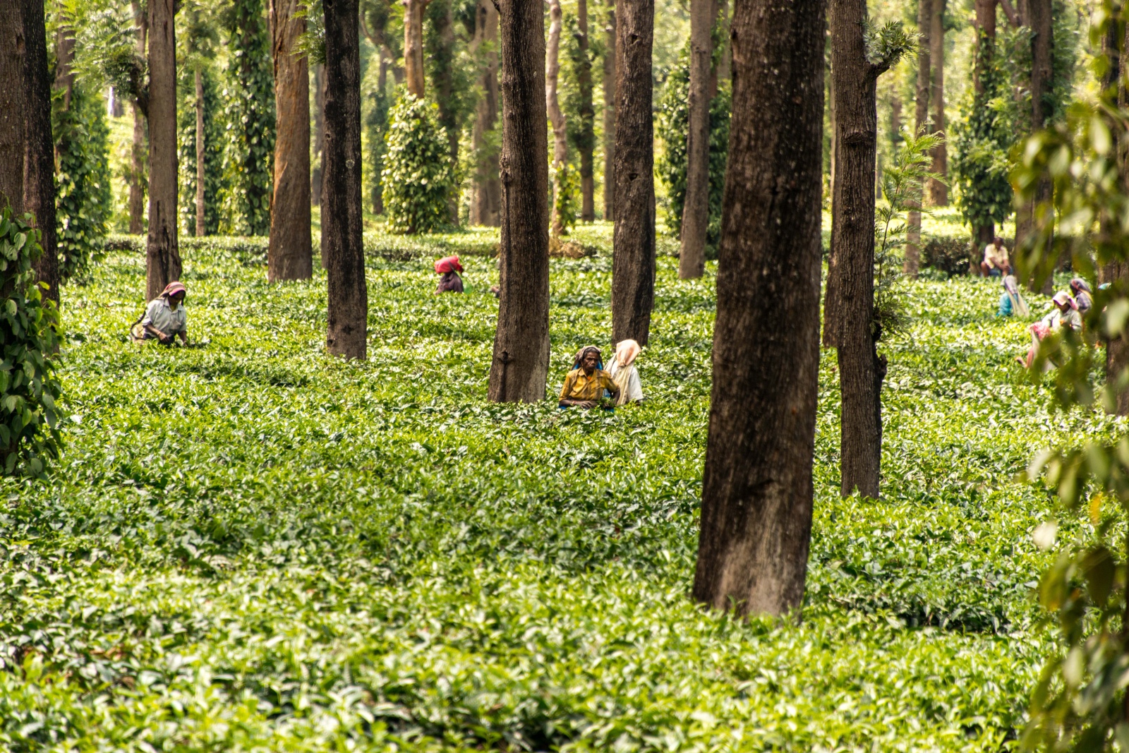 Unterwegs nach Ooty - Teepflückerinnen