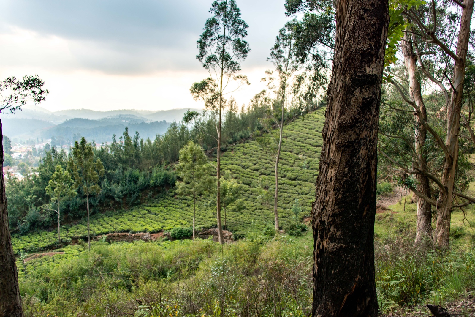 Teeplantagen während der Nostalgie-Zugfahrt nach Ooty