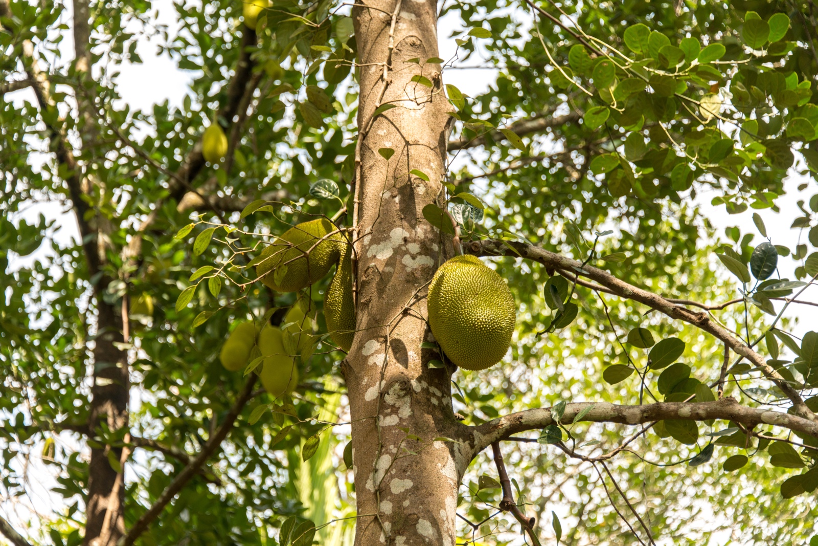 Jackfruit