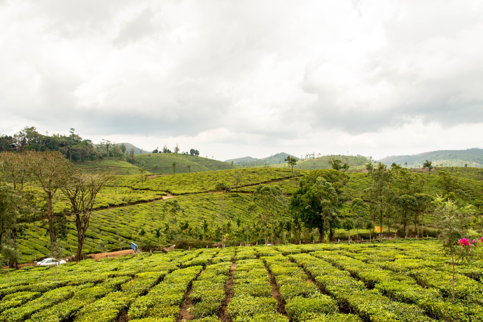 Teeplantagen in Munnar