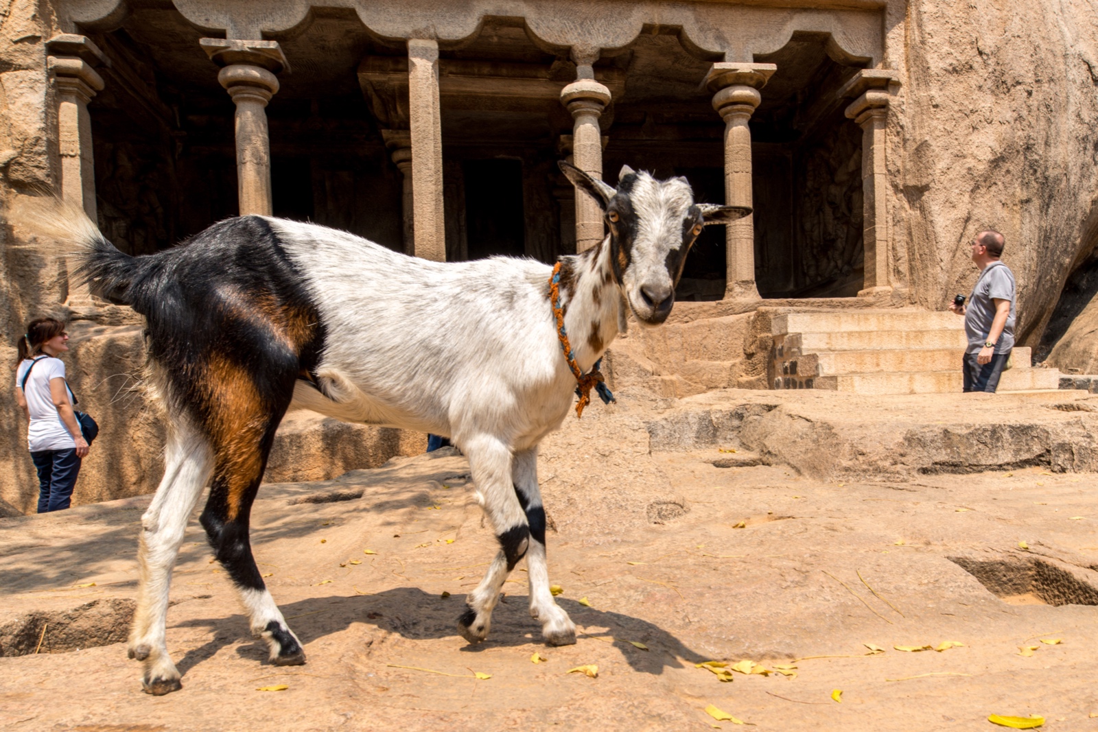 Geiss in Mahabalipuram