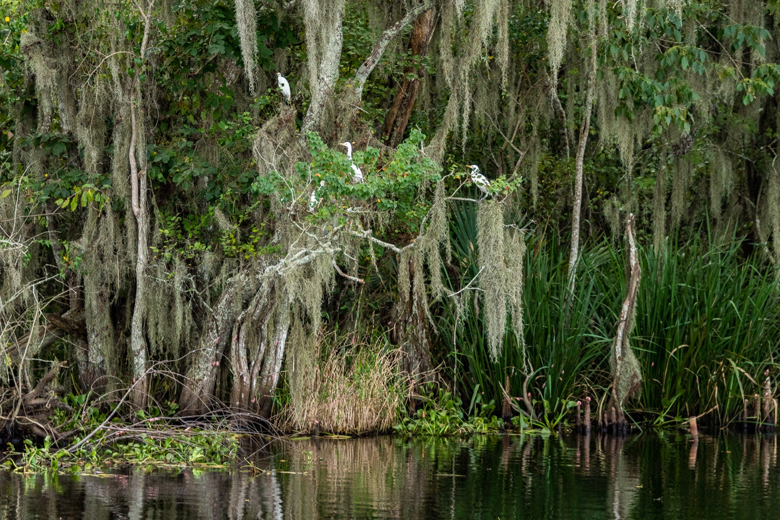 Swamp Tour, Louisiana