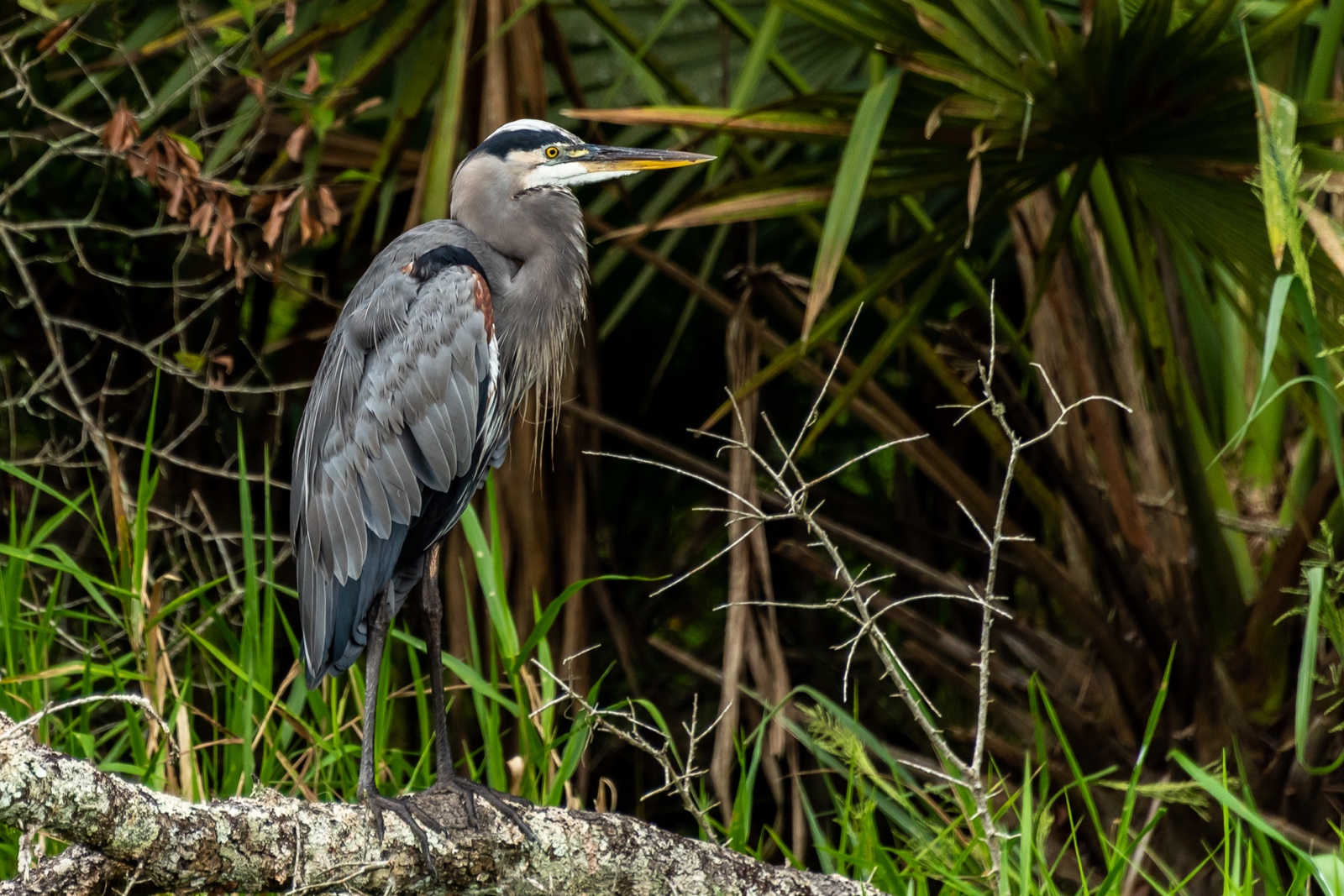 Swamp Tour, Louisiana