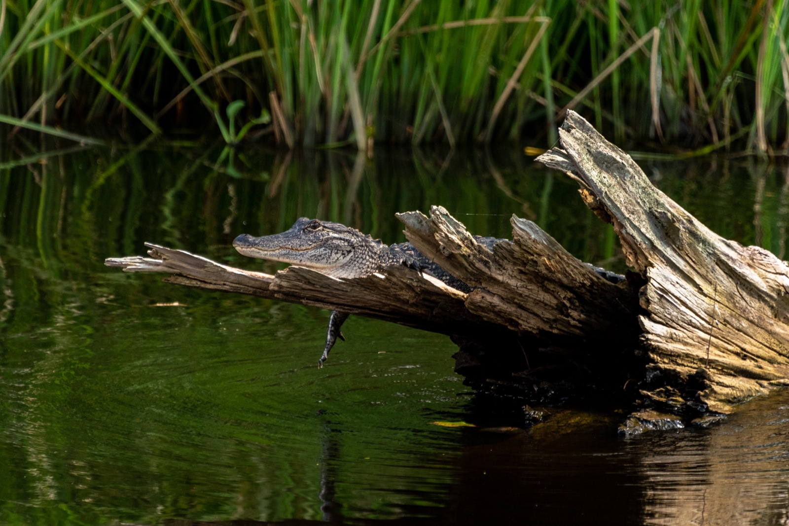 Swamp Tour, Louisiana